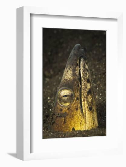 Black-Finned Snake Eel Emerging from Volcanic Black Sand-Stocktrek Images-Framed Photographic Print