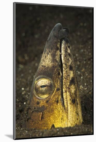 Black-Finned Snake Eel Emerging from Volcanic Black Sand-Stocktrek Images-Mounted Photographic Print
