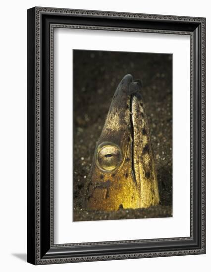 Black-Finned Snake Eel Emerging from Volcanic Black Sand-Stocktrek Images-Framed Photographic Print