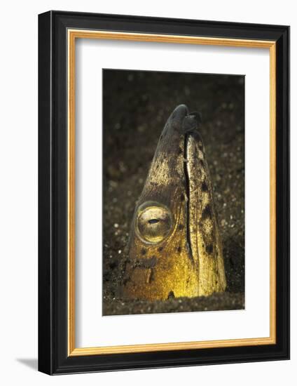 Black-Finned Snake Eel Emerging from Volcanic Black Sand-Stocktrek Images-Framed Photographic Print