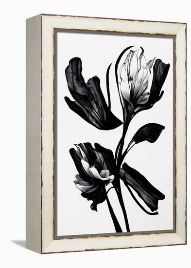 Black Flower-null-Framed Premier Image Canvas