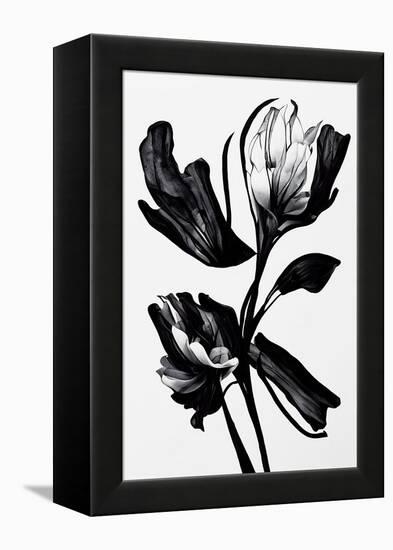 Black Flower-null-Framed Premier Image Canvas