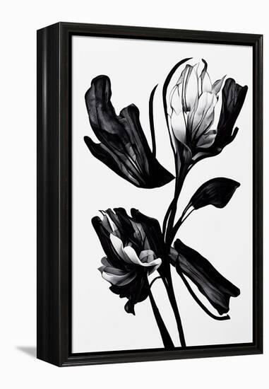 Black Flower-null-Framed Premier Image Canvas