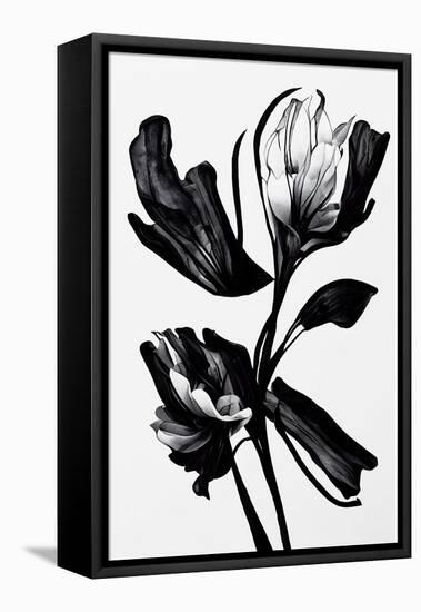 Black Flower-null-Framed Premier Image Canvas