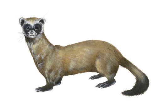 Black-Footed Ferret (Mustela Nigripes), Weasel, Mammals' Art Print -  Encyclopaedia Britannica | Art.com