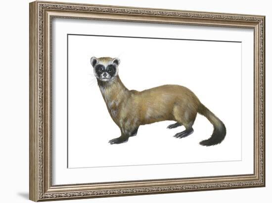 Black-Footed Ferret (Mustela Nigripes), Weasel, Mammals-Encyclopaedia Britannica-Framed Art Print