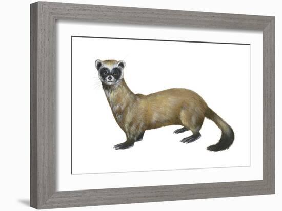 Black-Footed Ferret (Mustela Nigripes), Weasel, Mammals-Encyclopaedia Britannica-Framed Art Print