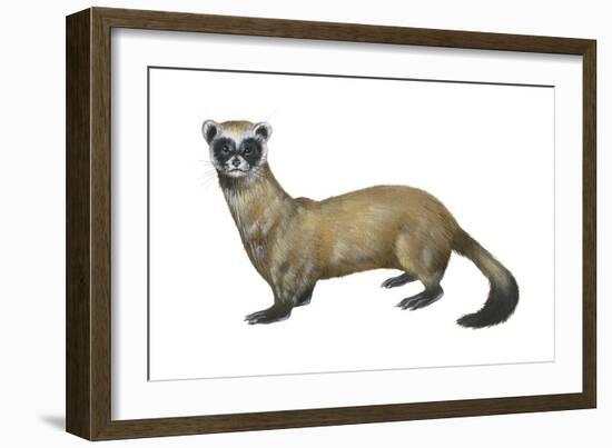 Black-Footed Ferret (Mustela Nigripes), Weasel, Mammals-Encyclopaedia Britannica-Framed Art Print