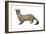 Black-Footed Ferret (Mustela Nigripes), Weasel, Mammals-Encyclopaedia Britannica-Framed Art Print