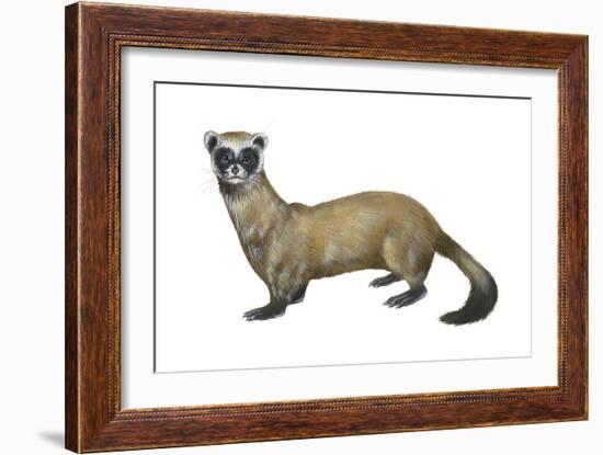 Black-Footed Ferret (Mustela Nigripes), Weasel, Mammals-Encyclopaedia Britannica-Framed Art Print