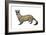 Black-Footed Ferret (Mustela Nigripes), Weasel, Mammals-Encyclopaedia Britannica-Framed Art Print