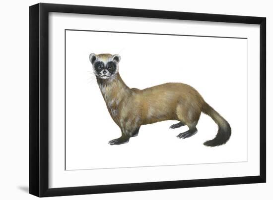 Black-Footed Ferret (Mustela Nigripes), Weasel, Mammals-Encyclopaedia Britannica-Framed Art Print