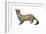 Black-Footed Ferret (Mustela Nigripes), Weasel, Mammals-Encyclopaedia Britannica-Framed Art Print