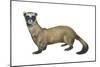 Black-Footed Ferret (Mustela Nigripes), Weasel, Mammals-Encyclopaedia Britannica-Mounted Art Print