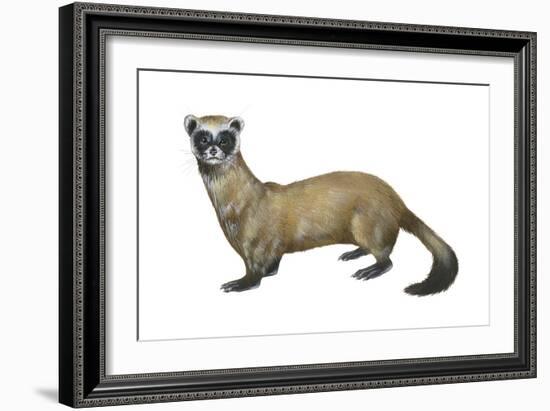 Black-Footed Ferret (Mustela Nigripes), Weasel, Mammals-Encyclopaedia Britannica-Framed Art Print