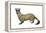 Black-Footed Ferret (Mustela Nigripes), Weasel, Mammals-Encyclopaedia Britannica-Framed Stretched Canvas