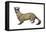 Black-Footed Ferret (Mustela Nigripes), Weasel, Mammals-Encyclopaedia Britannica-Framed Stretched Canvas