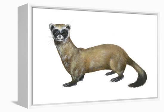 Black-Footed Ferret (Mustela Nigripes), Weasel, Mammals-Encyclopaedia Britannica-Framed Stretched Canvas