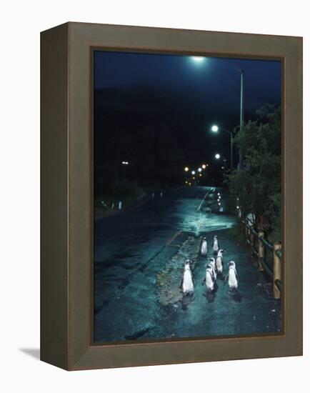 Black Footed Jackass Penguins Walking Along Road at Night, Boulders, South Africa-Inaki Relanzon-Framed Premier Image Canvas