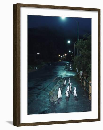 Black Footed Jackass Penguins Walking Along Road at Night, Boulders, South Africa-Inaki Relanzon-Framed Photographic Print