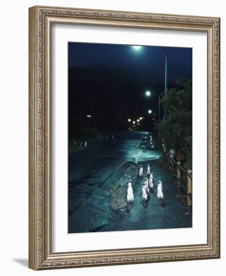 Black Footed Jackass Penguins Walking Along Road at Night, Boulders, South Africa-Inaki Relanzon-Framed Photographic Print