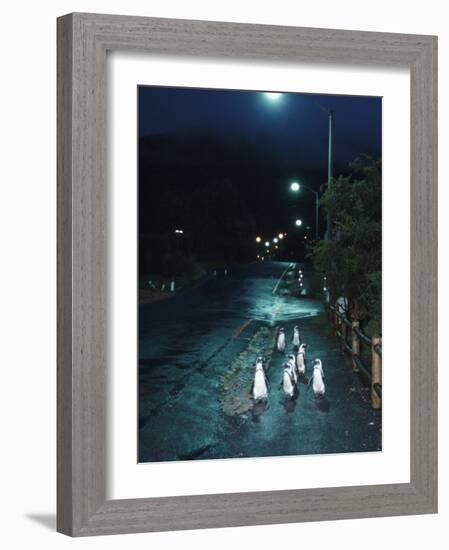 Black Footed Jackass Penguins Walking Along Road at Night, Boulders, South Africa-Inaki Relanzon-Framed Photographic Print