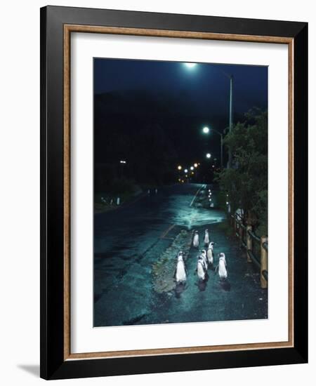 Black Footed Jackass Penguins Walking Along Road at Night, Boulders, South Africa-Inaki Relanzon-Framed Photographic Print