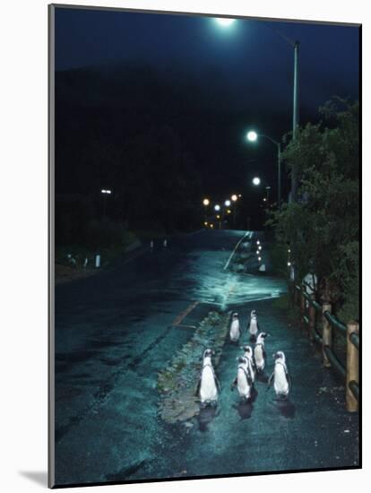 Black Footed Jackass Penguins Walking Along Road at Night, Boulders, South Africa-Inaki Relanzon-Mounted Photographic Print