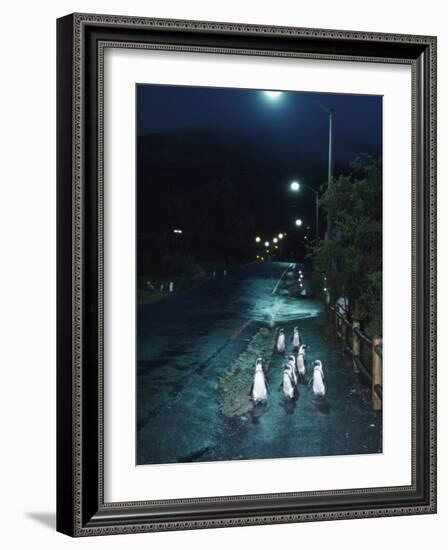 Black Footed Jackass Penguins Walking Along Road at Night, Boulders, South Africa-Inaki Relanzon-Framed Photographic Print