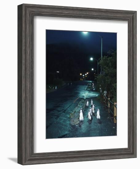 Black Footed Jackass Penguins Walking Along Road at Night, Boulders, South Africa-Inaki Relanzon-Framed Photographic Print