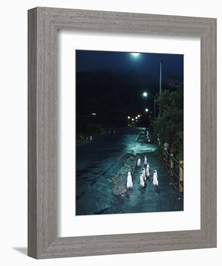 Black Footed Jackass Penguins Walking Along Road at Night, Boulders, South Africa-Inaki Relanzon-Framed Photographic Print