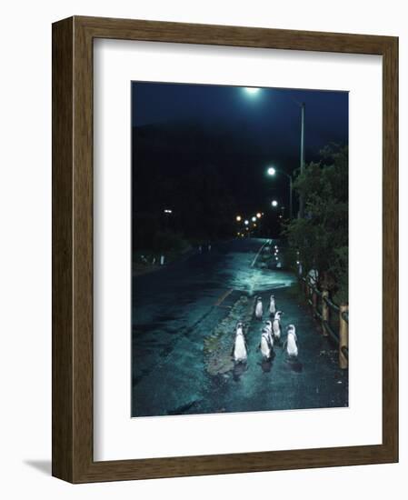 Black Footed Jackass Penguins Walking Along Road at Night, Boulders, South Africa-Inaki Relanzon-Framed Photographic Print