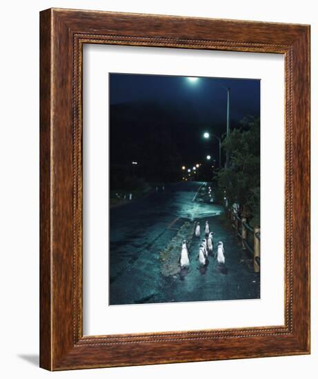 Black Footed Jackass Penguins Walking Along Road at Night, Boulders, South Africa-Inaki Relanzon-Framed Photographic Print