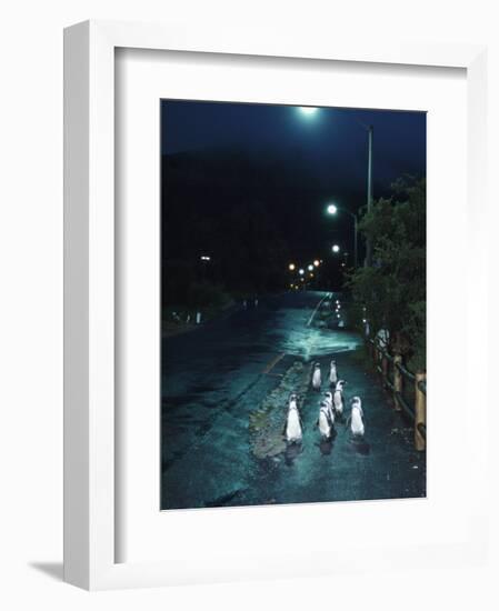 Black Footed Jackass Penguins Walking Along Road at Night, Boulders, South Africa-Inaki Relanzon-Framed Photographic Print