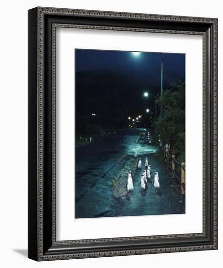 Black Footed Jackass Penguins Walking Along Road at Night, Boulders, South Africa-Inaki Relanzon-Framed Photographic Print