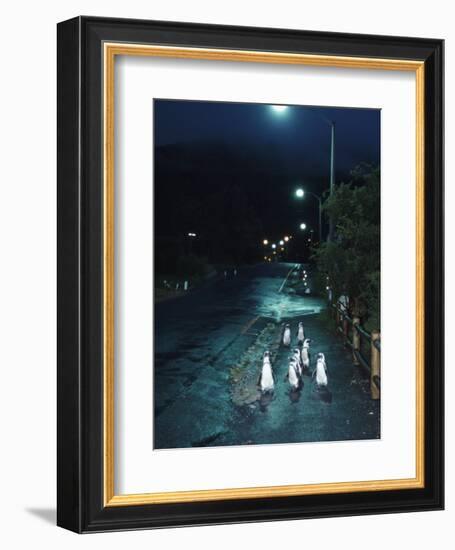 Black Footed Jackass Penguins Walking Along Road at Night, Boulders, South Africa-Inaki Relanzon-Framed Photographic Print