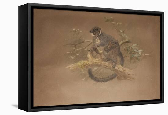Black-Footed Lemur (Lemur Nigifrons)-Joseph Wolf-Framed Premier Image Canvas