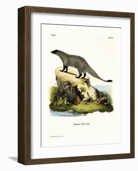 Black-Footed Mongoose-null-Framed Giclee Print