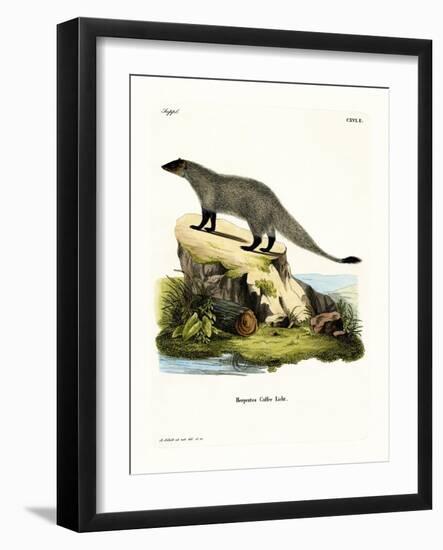 Black-Footed Mongoose-null-Framed Giclee Print