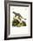 Black-Footed Mongoose-null-Framed Giclee Print