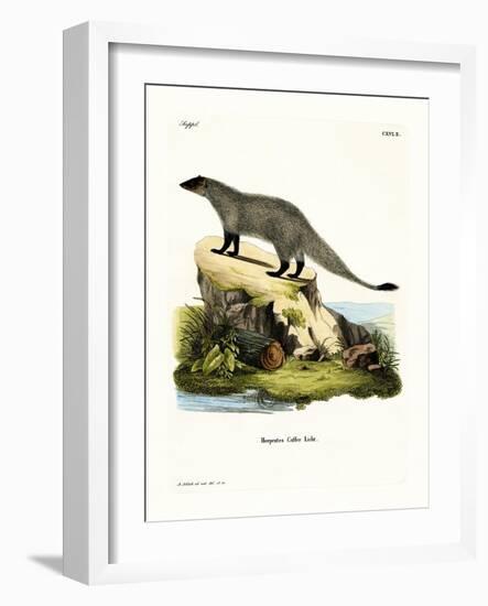 Black-Footed Mongoose-null-Framed Giclee Print