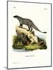 Black-Footed Mongoose-null-Mounted Giclee Print