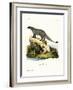 Black-Footed Mongoose-null-Framed Giclee Print
