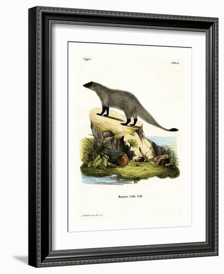 Black-Footed Mongoose-null-Framed Giclee Print