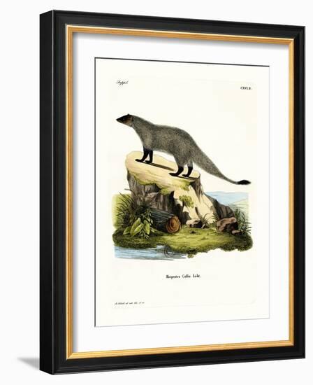 Black-Footed Mongoose-null-Framed Giclee Print