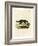 Black-Footed Raccoon-null-Framed Giclee Print