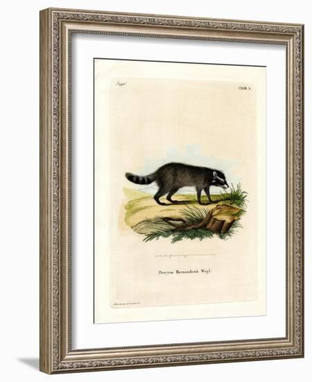 Black-Footed Raccoon-null-Framed Giclee Print