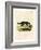 Black-Footed Raccoon-null-Framed Giclee Print