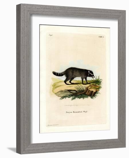 Black-Footed Raccoon-null-Framed Giclee Print