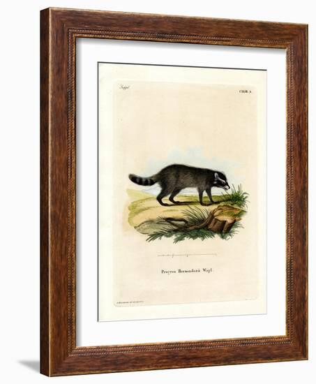 Black-Footed Raccoon-null-Framed Giclee Print